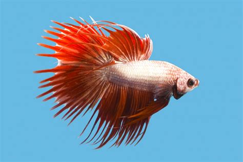 peixe betta aquario ideal,peixe betta selvagem